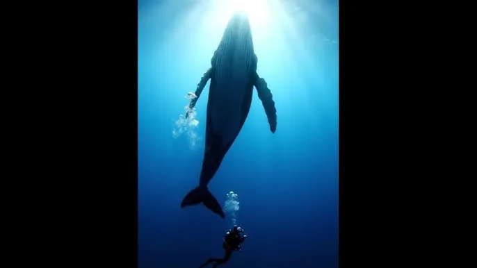 qq勋章在哪里查看 - 深蓝星球：探索海洋深处的未知世界